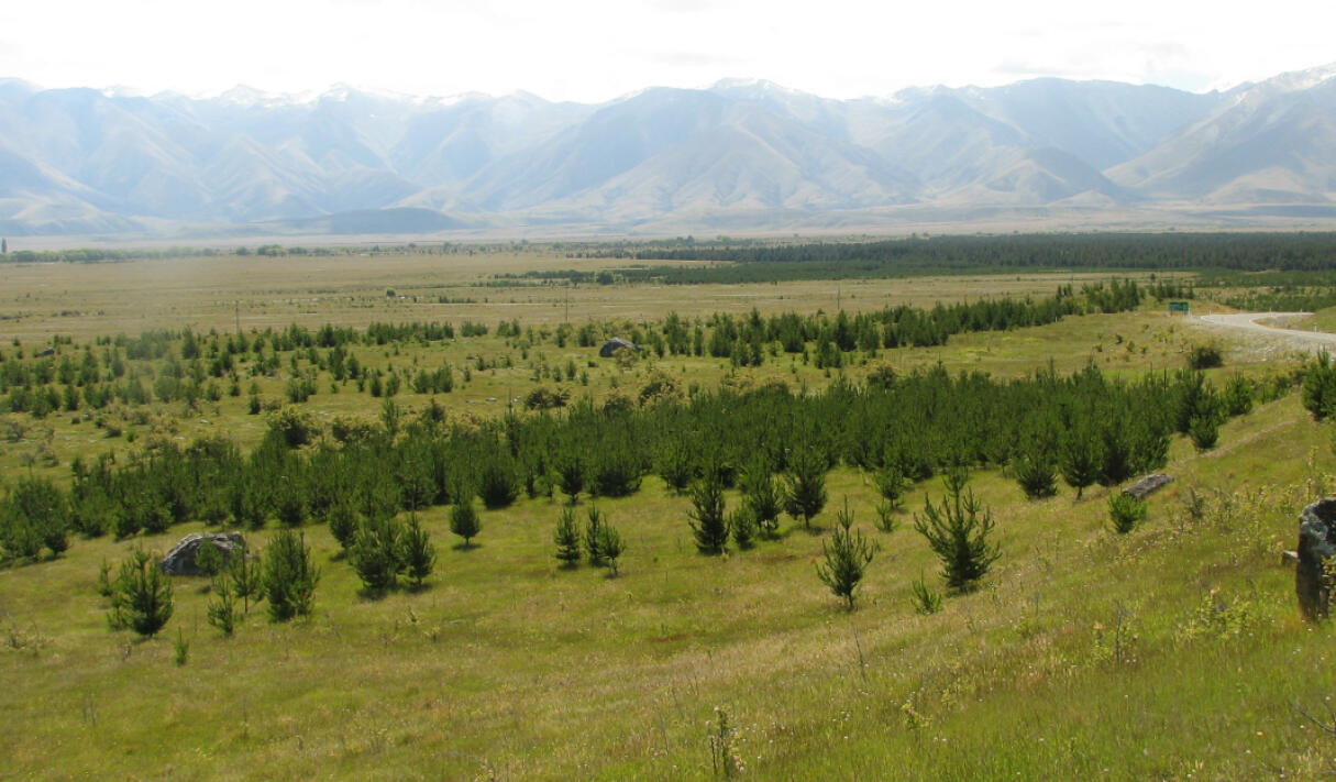 Wrong Tree, Wrong Place