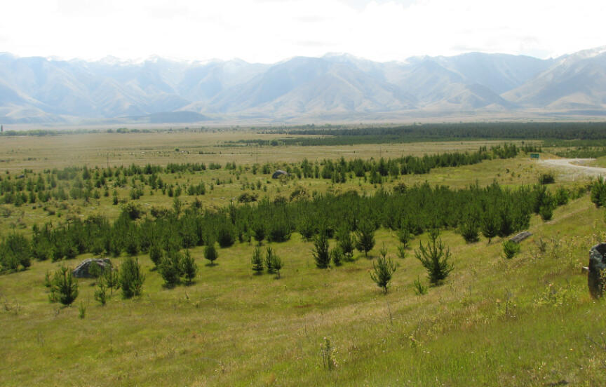 Wrong Tree, Wrong Place